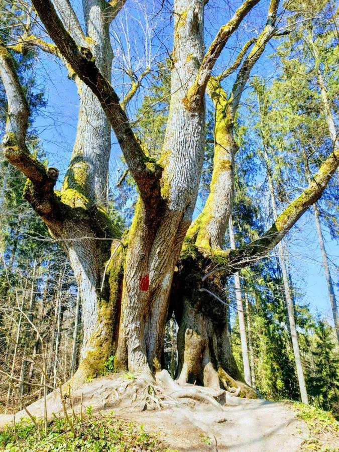 Ferienwohnung Rupp Argenbuhl Exteriér fotografie